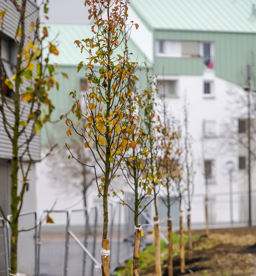 Plantation d'arbres pour le projet du Tzen2 à Savigny-le-Temple